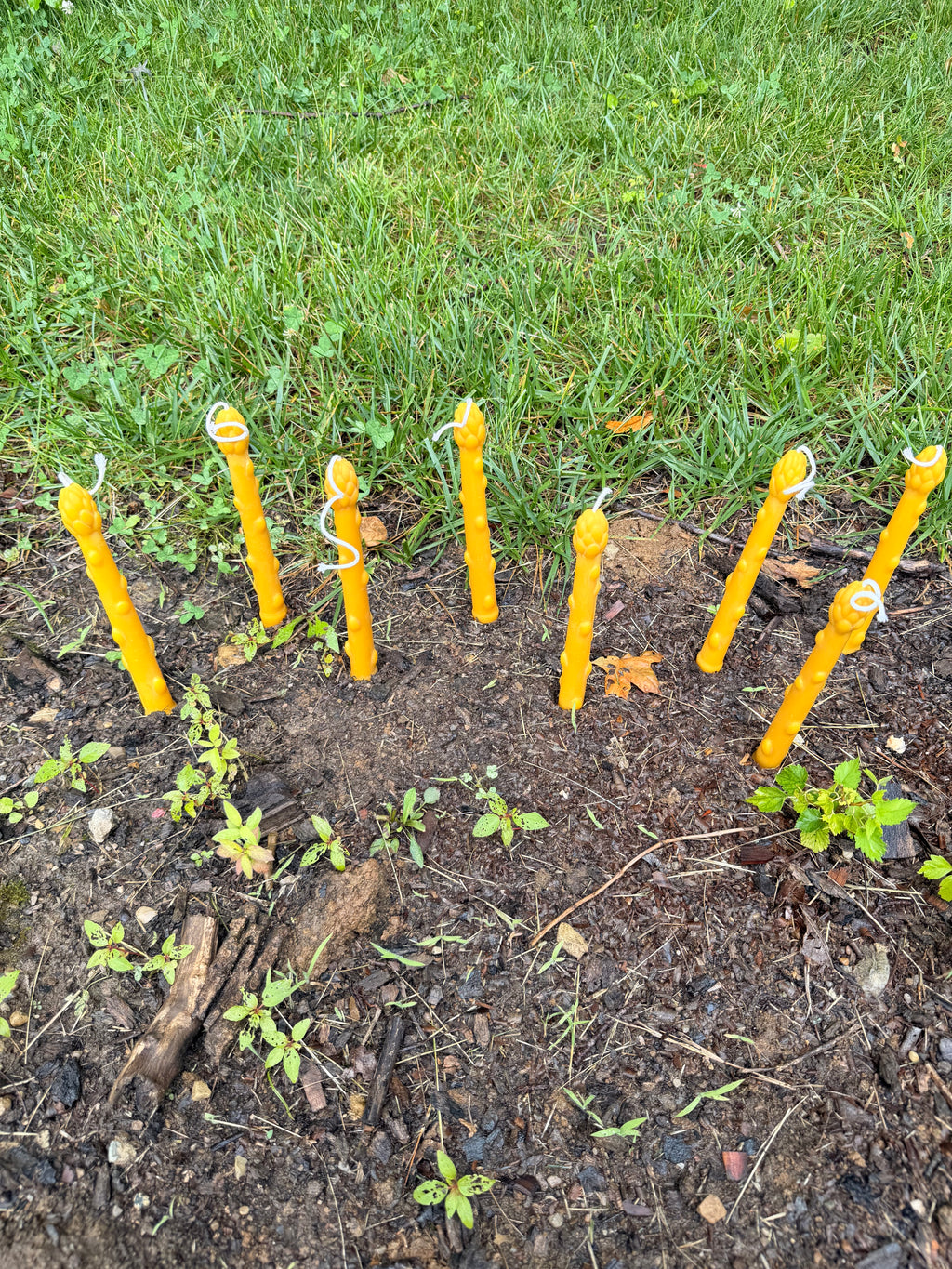 Asparagus Taper