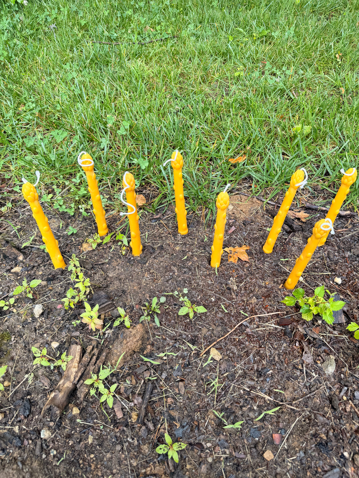 Asparagus Taper